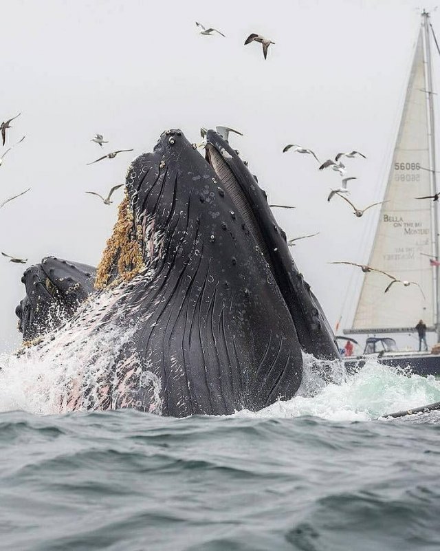 Ocean's Beauty (55 pics)