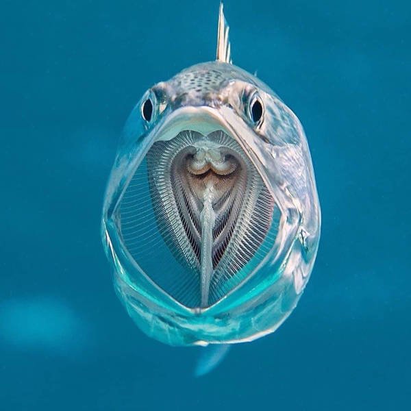 Ocean's Beauty (55 pics)