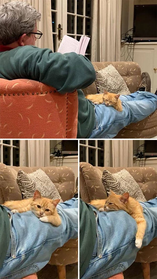 These People Refused To Have Pets (50 pics)
