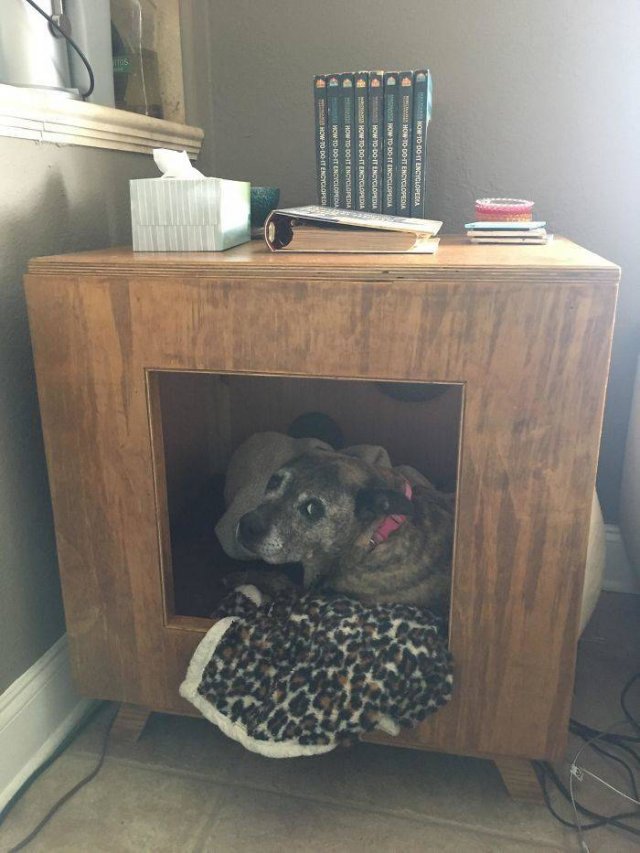 These People Refused To Have Pets (50 pics)