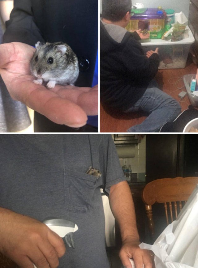 These People Refused To Have Pets (50 pics)