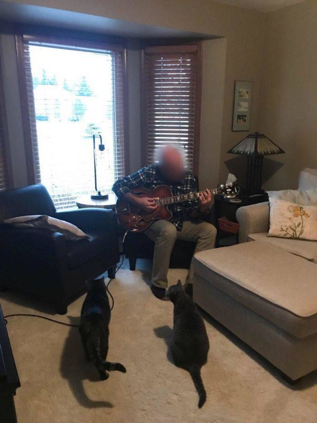 These People Refused To Have Pets (50 pics)