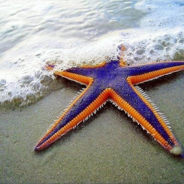 Ocean's Beauty (55 pics)