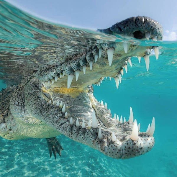 Ocean's Beauty (55 pics)