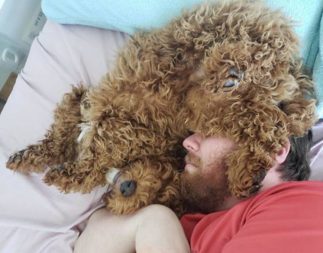 These People Refused To Have Pets (50 pics)