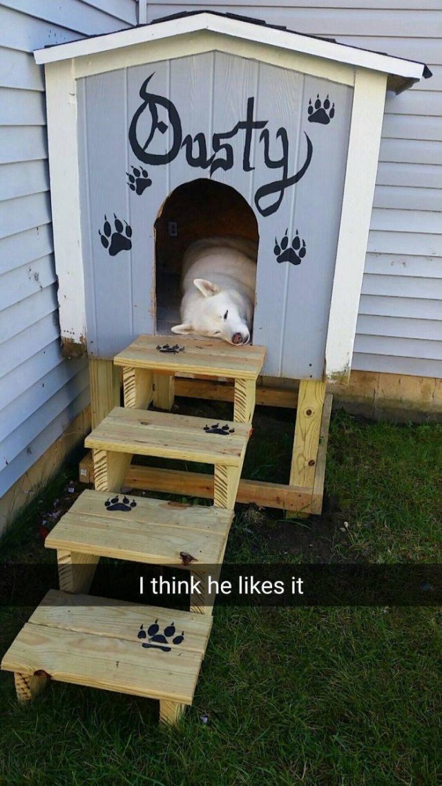 These People Refused To Have Pets (50 pics)