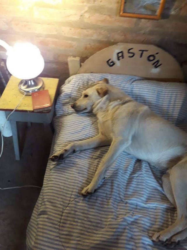 These People Refused To Have Pets (50 pics)