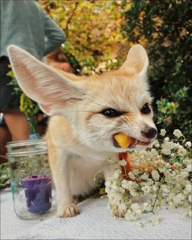 Acid Picdump. Part 1 (96 pics)