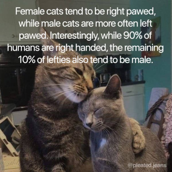 Facts About Cats (19 pics)