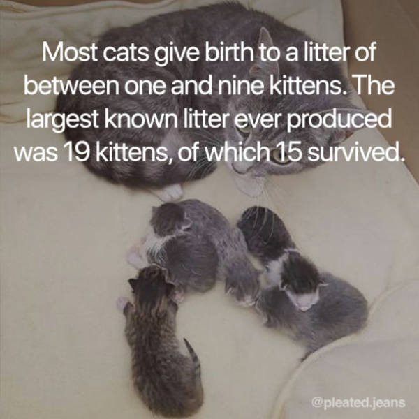 Facts About Cats (19 pics)