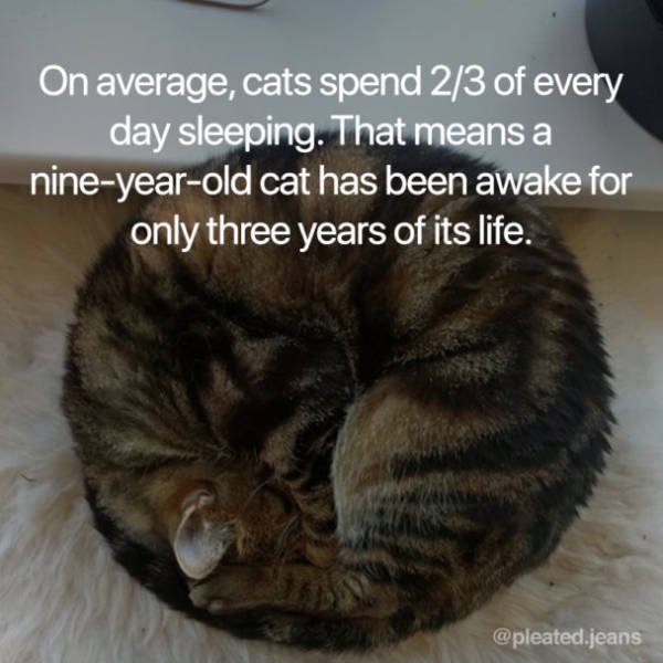Facts About Cats (19 pics)
