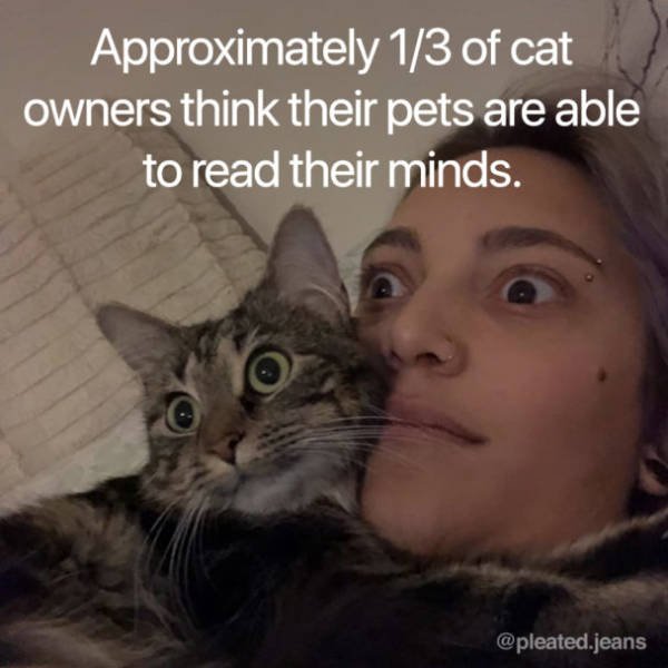 Facts About Cats (19 pics)