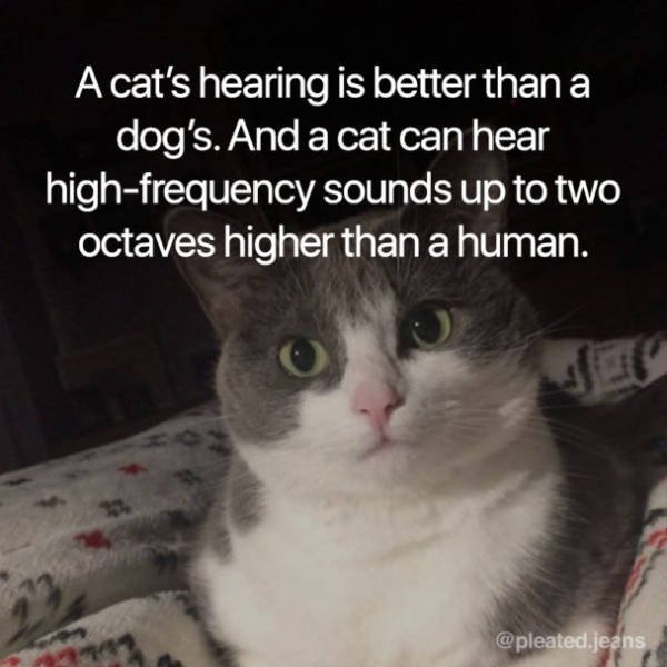 Facts About Cats (19 pics)