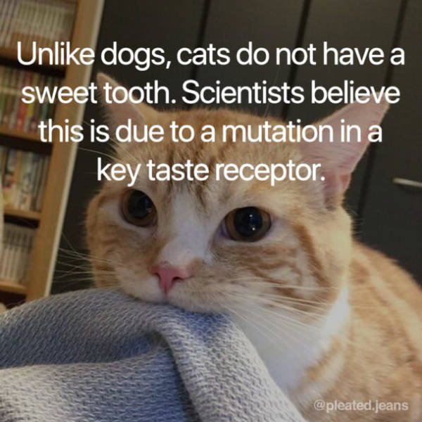 Facts About Cats (19 pics)