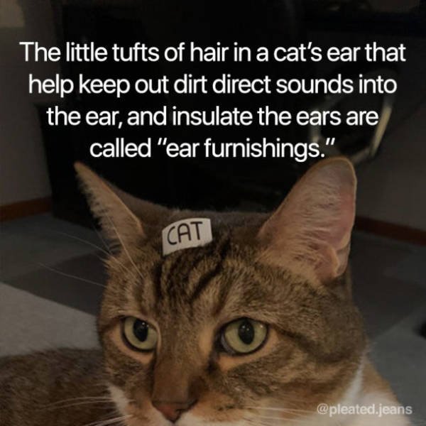 Facts About Cats (19 pics)