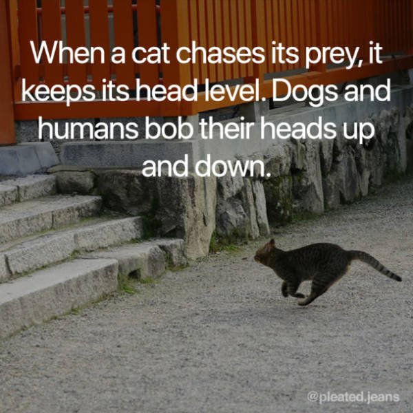 Facts About Cats (19 pics)