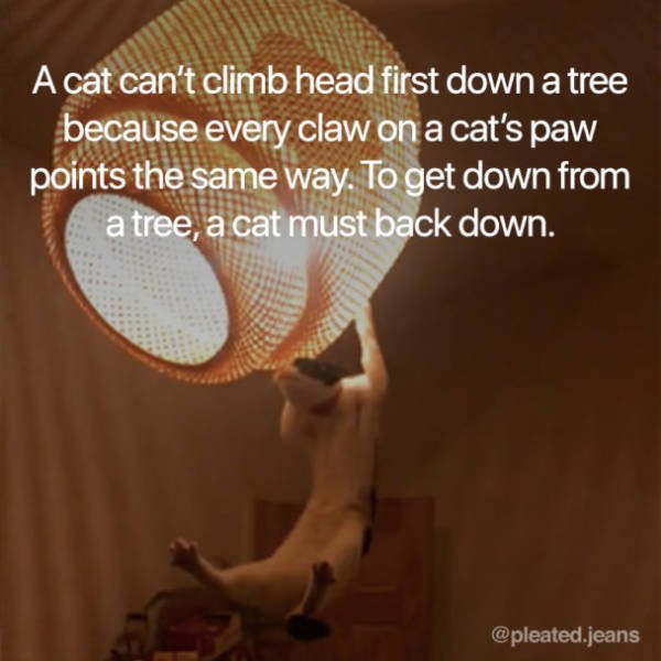 Facts About Cats (19 pics)