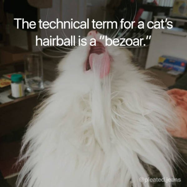 Facts About Cats (19 pics)