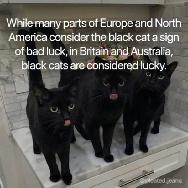 Facts About Cats (19 pics)
