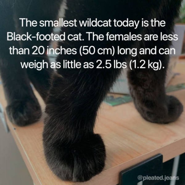 Facts About Cats (19 pics)