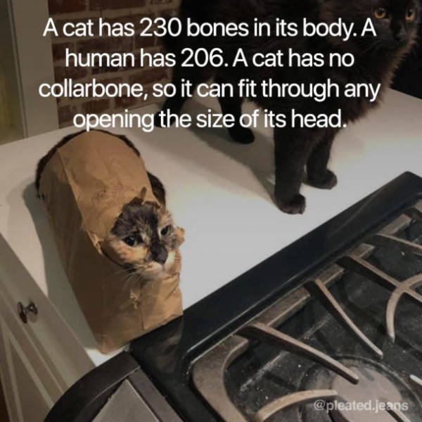 Facts About Cats (19 pics)