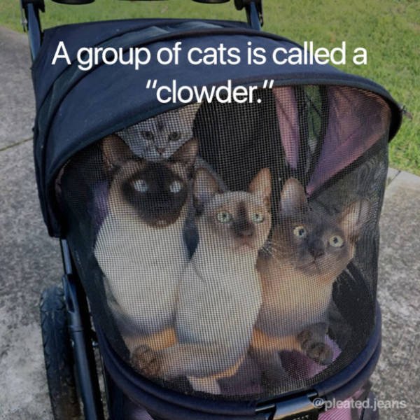 Facts About Cats (19 pics)