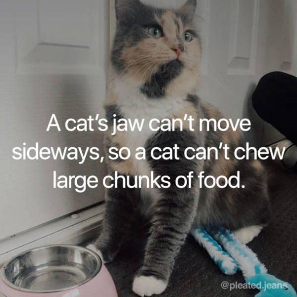 Facts About Cats (19 pics)