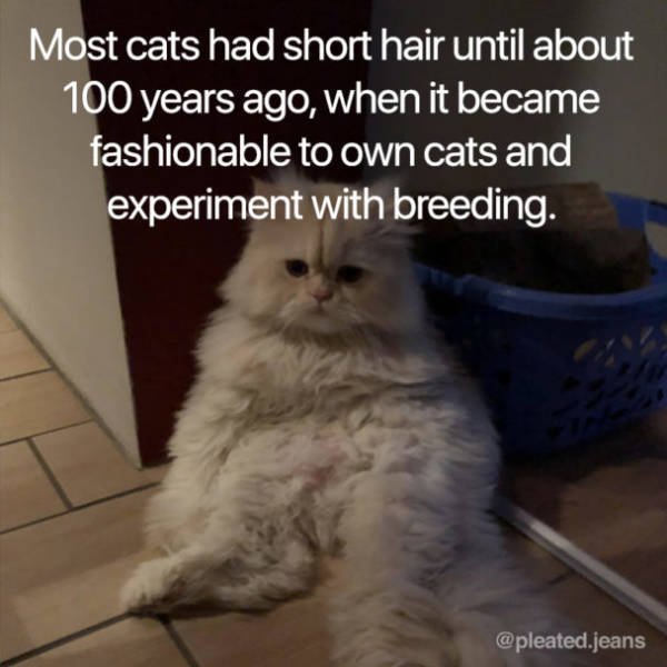 Facts About Cats (19 pics)