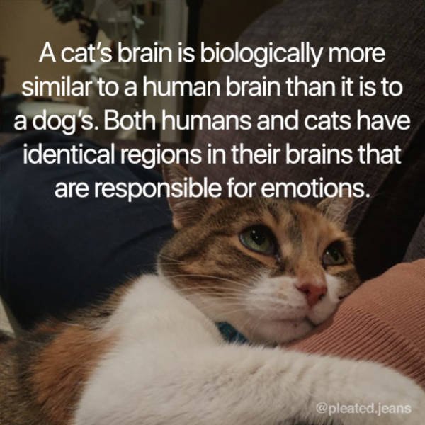 Facts About Cats (19 pics)