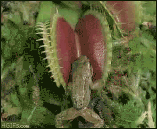 Acid Gifdump, July 28 (25 gifs)