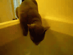 Acid Gifdump, July 28 (25 gifs)