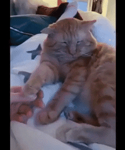 Acid Gifdump, July 28 (25 gifs)