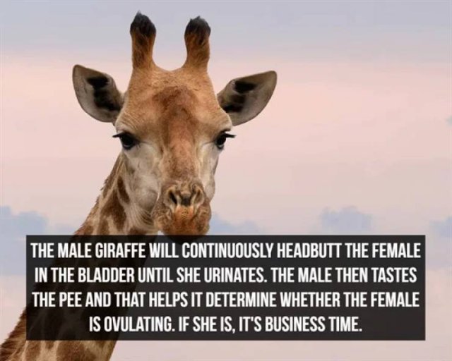 Interesting Facts (25 pics)