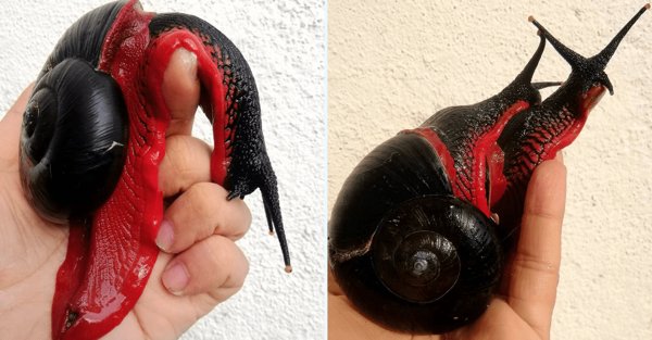 Awesome Things (31 pics)
