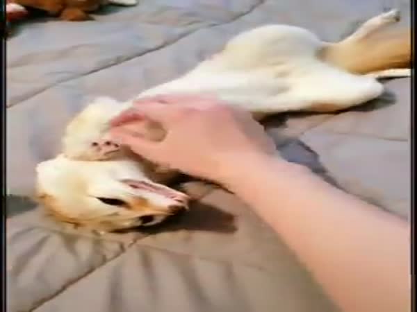 Now I Need To Get A Fox