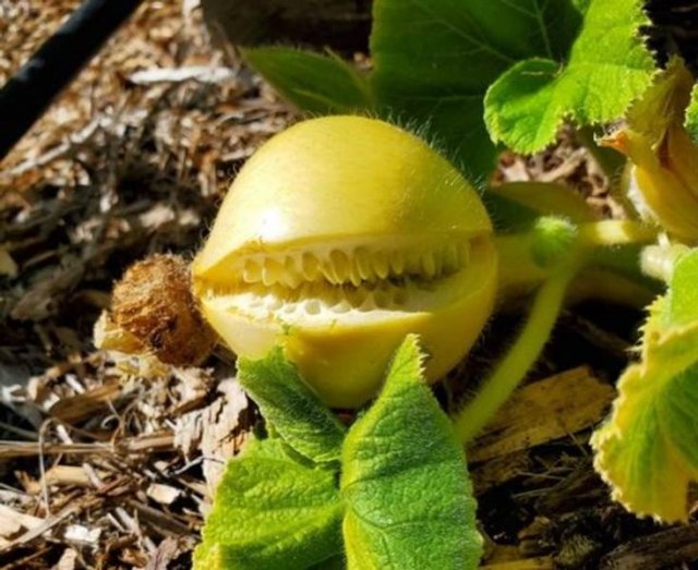 Look Twice (15 pics)