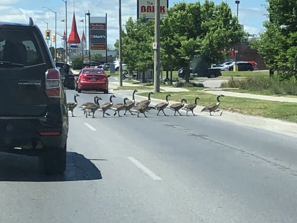 Only In Canada (21 pics)