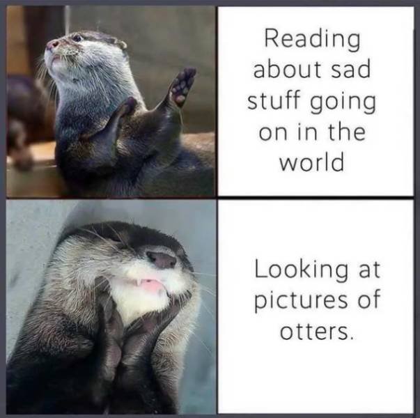 Wholesome Memes (40 pics)