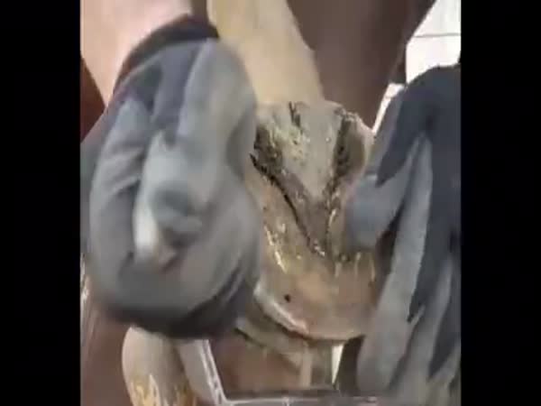 Just A Horse Getting His Shoe Cleaned