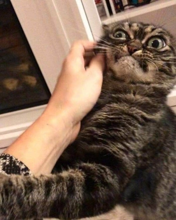 Hilarious Cats (34 pics)