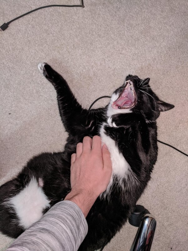 Hilarious Cats (34 pics)