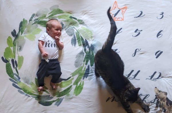 Hilarious Cats (34 pics)