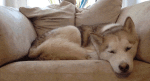 Hilarious Cats (34 pics)