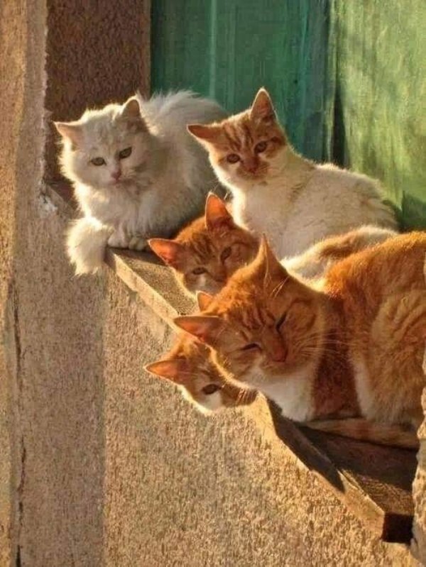 Hilarious Cats (34 pics)