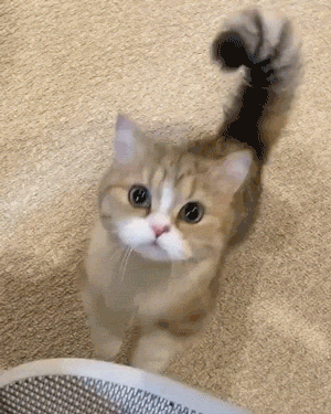 Hilarious Cats (34 pics)