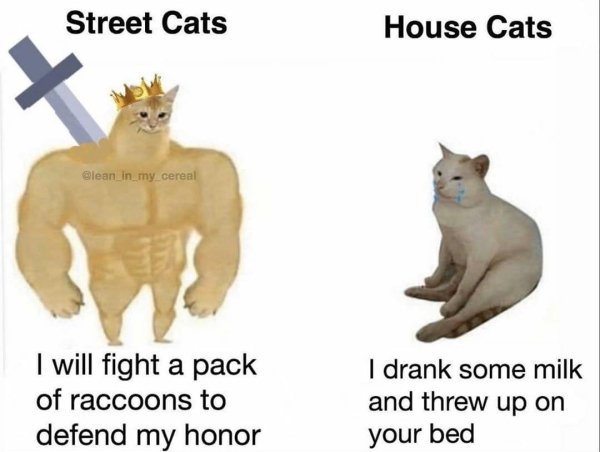 Hilarious Cats (34 pics)
