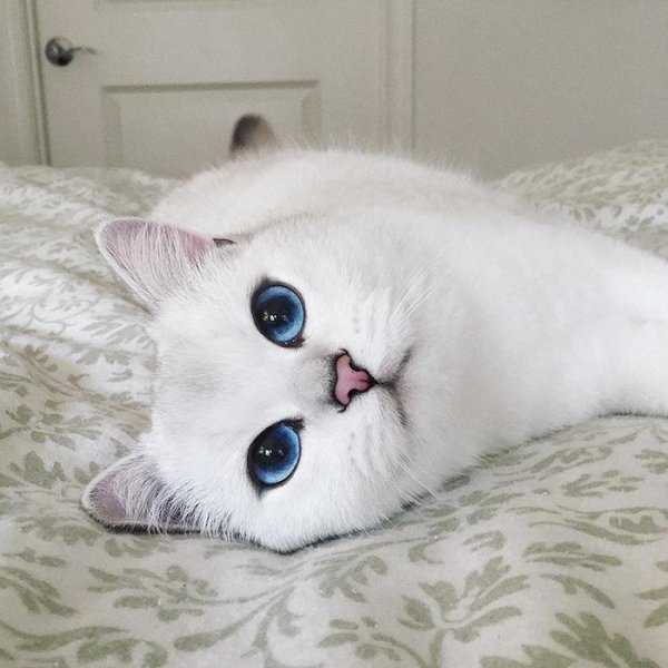 Hilarious Cats (34 pics)