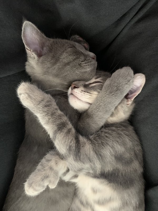 Hilarious Cats (34 pics)