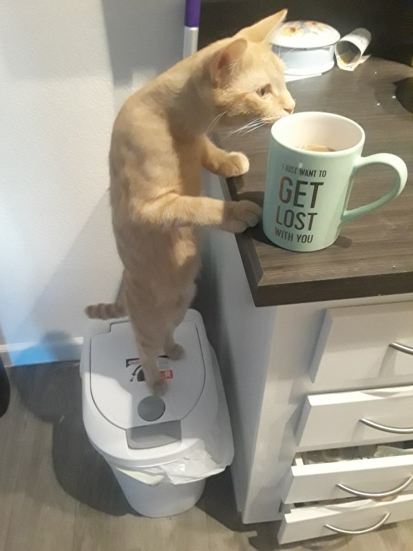 Hilarious Cats (34 pics)