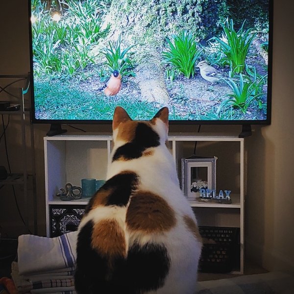 Hilarious Cats (34 pics)